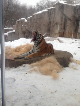 1/4/2014 - Tiger Yawn