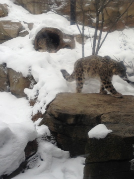 1/4/2014 - Tomoris and Genghis