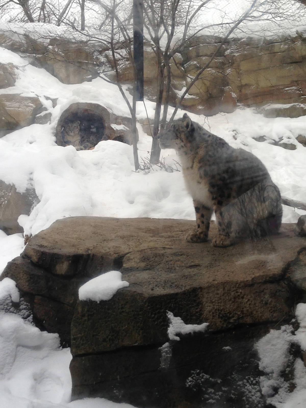 1/4/2014 - Tomoris and Genghis