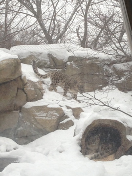 1/4/2014 - Tomoris Climbing Down