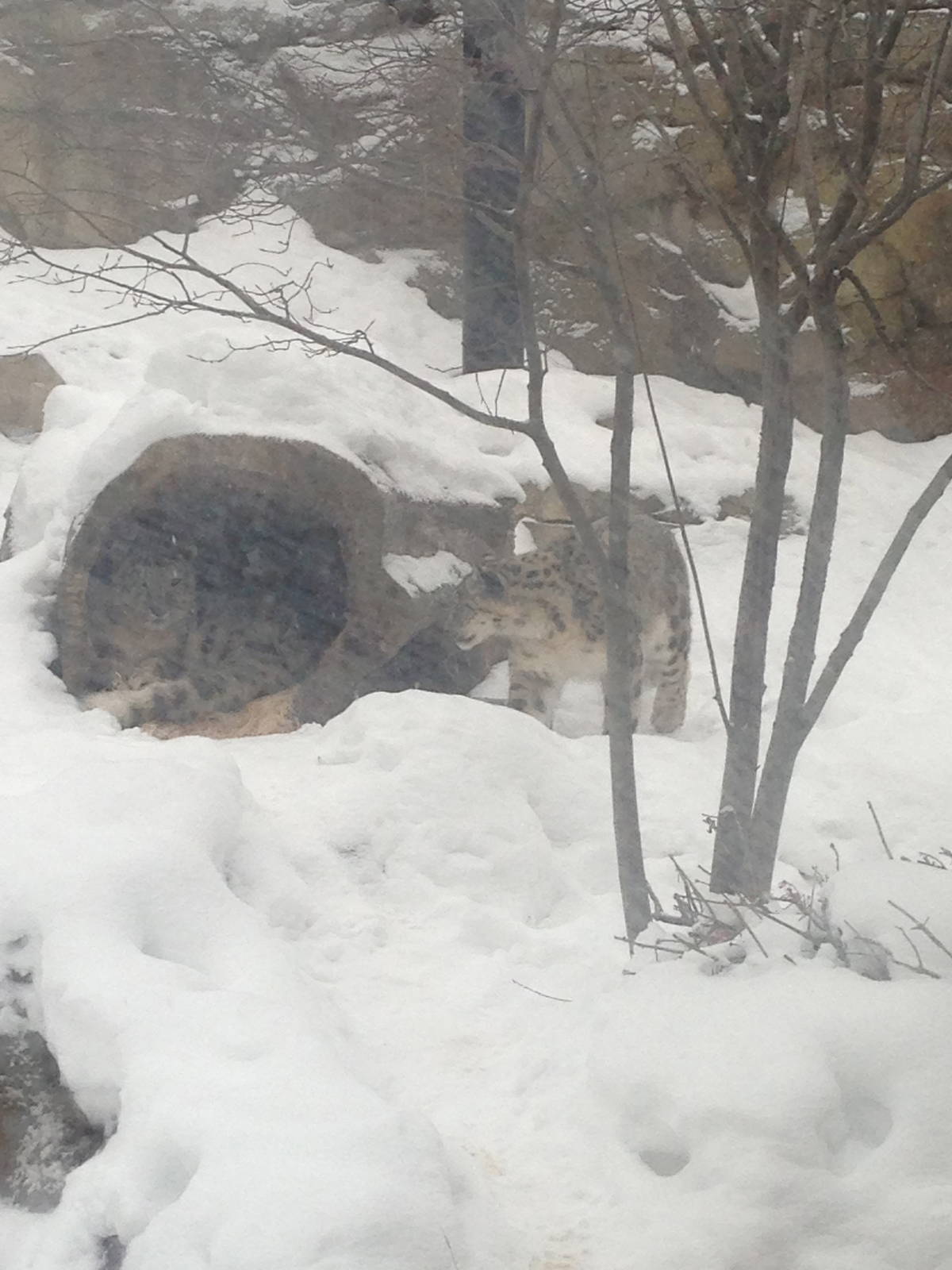 1/4/2014 - Tomoris Greeting Genghis