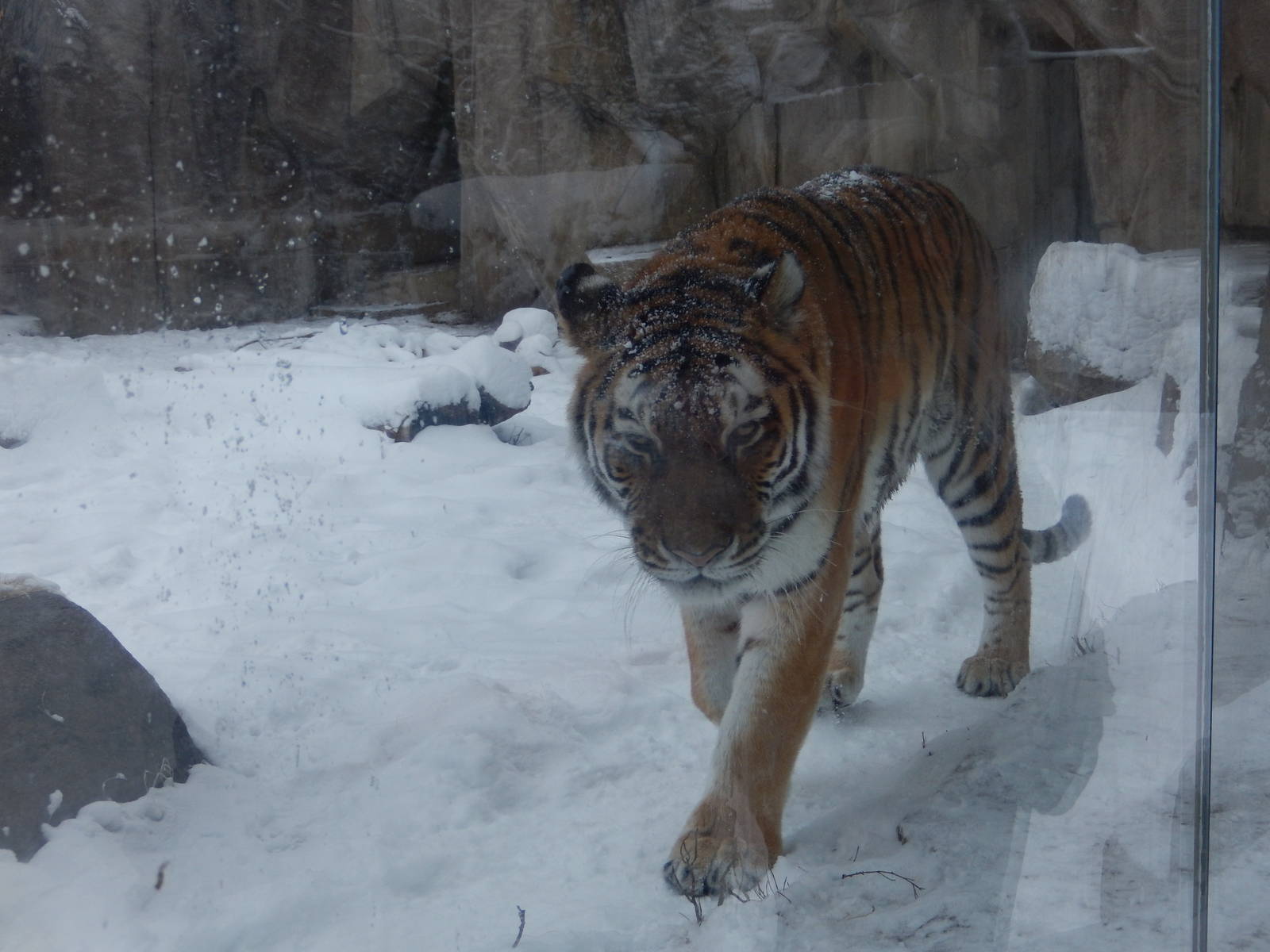 1/4/2015 - Amur Tiger