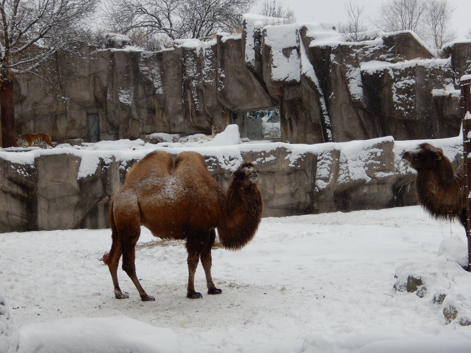 1/4/2015 - Bactrian Camels and Tiger