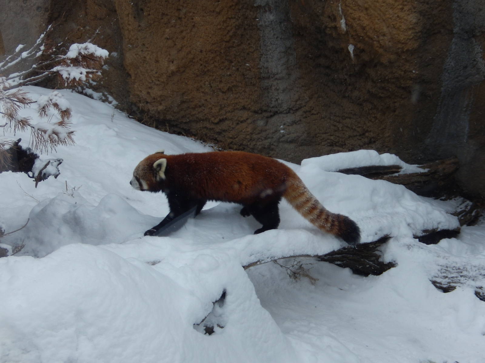 1/4/2015 - "Dash" Through the Snow