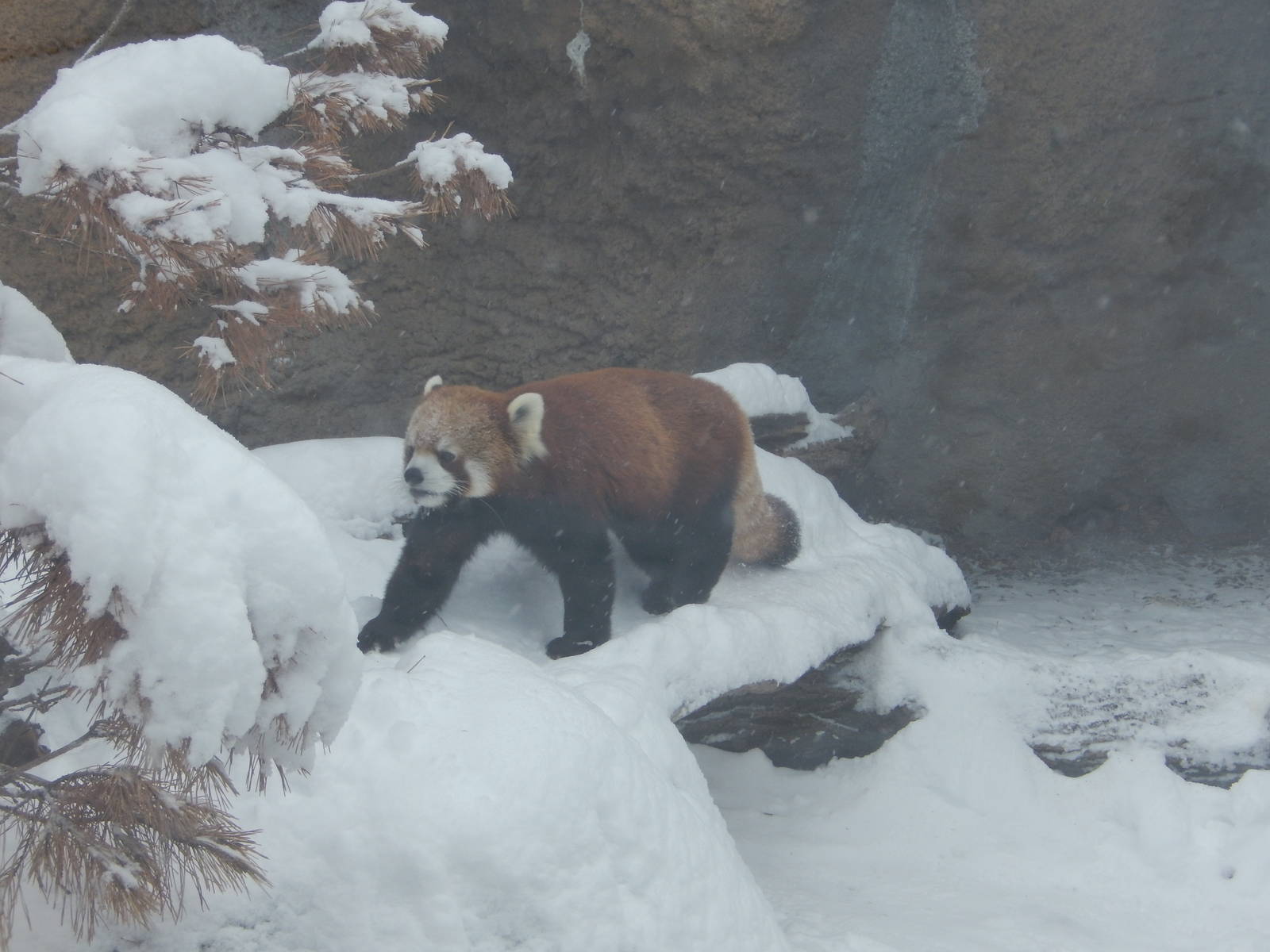 1/4/2015 - "Dash" Through the Snow