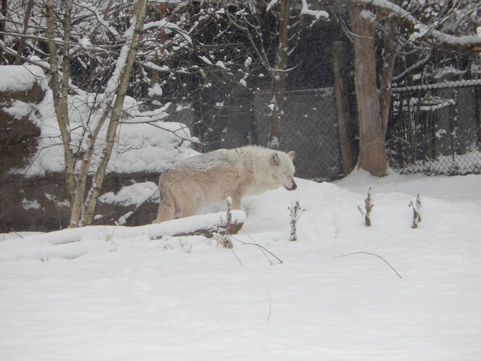 1/4/2015 - Gray Wolf