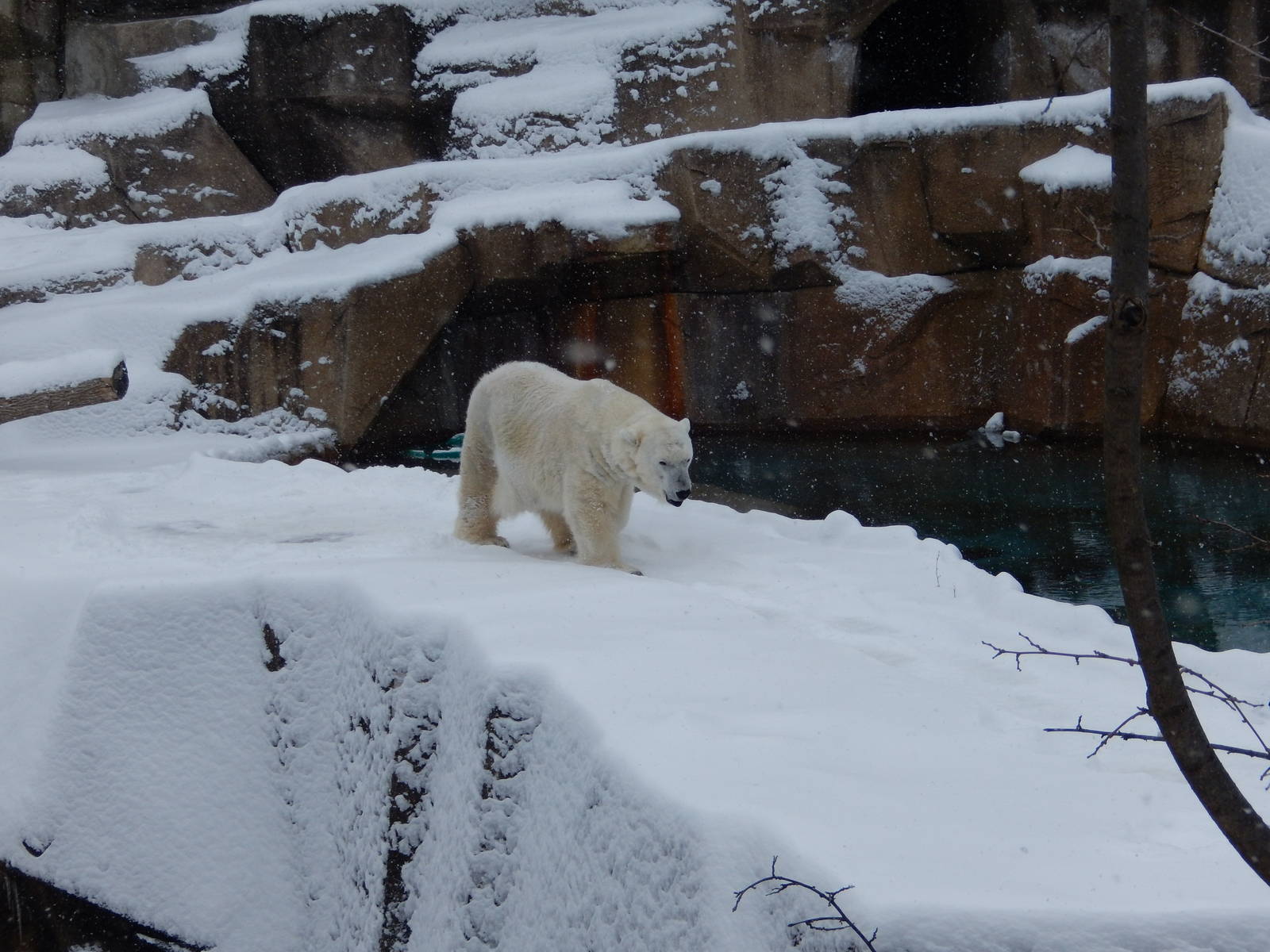 1/4/2015 - Snow Lilly