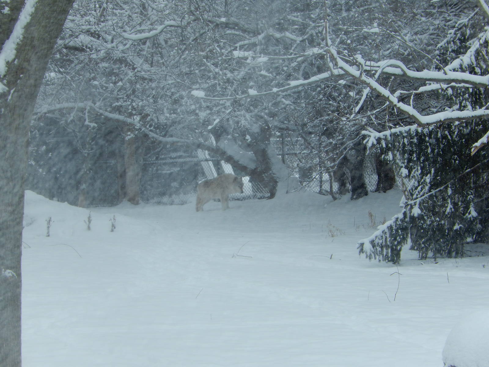 1/4/2015 - Wolf of the Storm