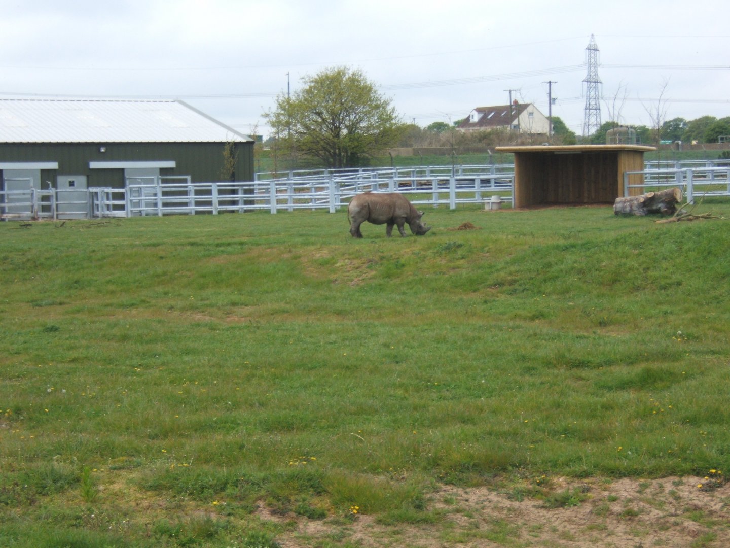 1/5/2017 Black Rhino