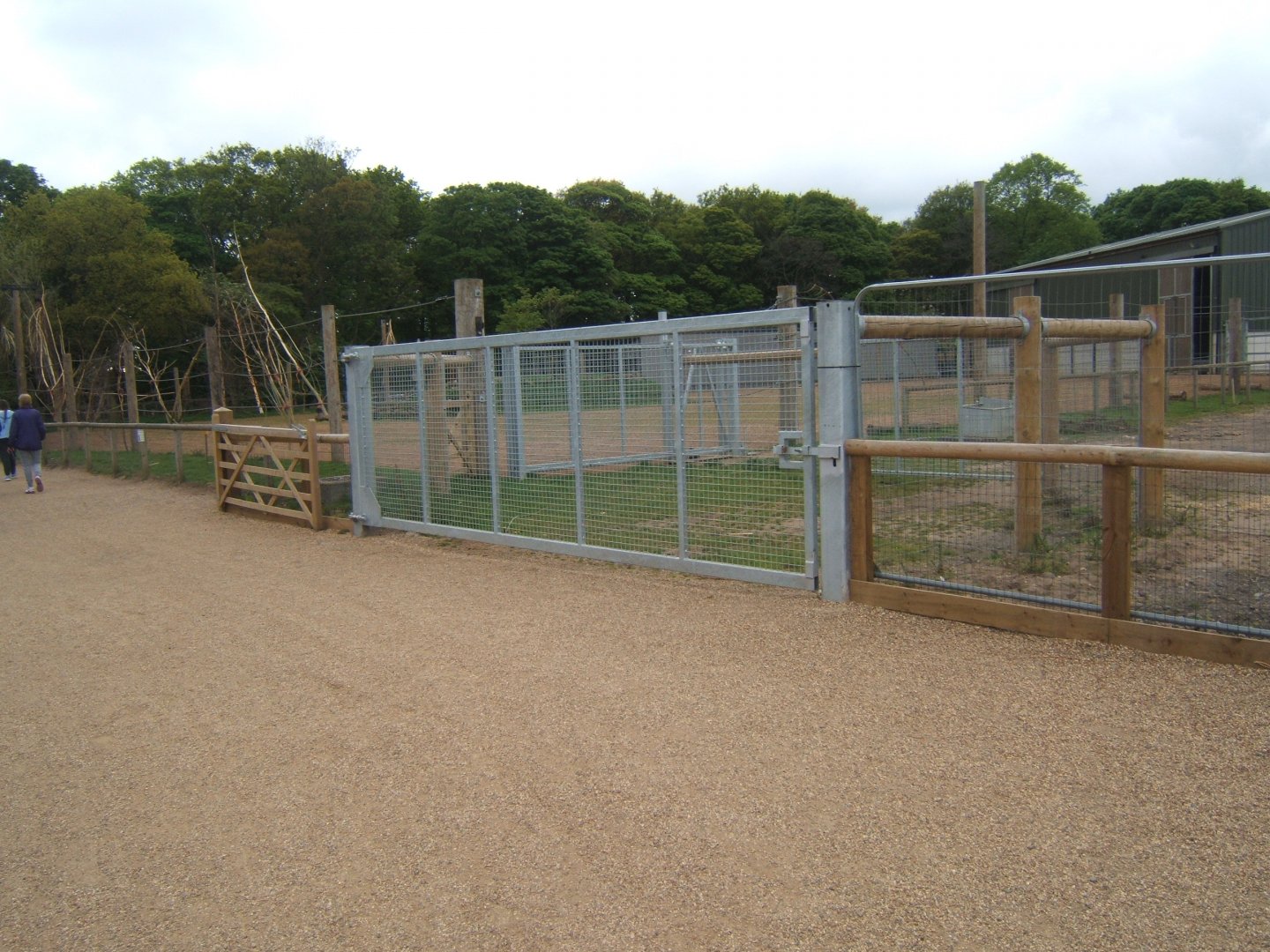 1/5/2017 Giraffe crossing