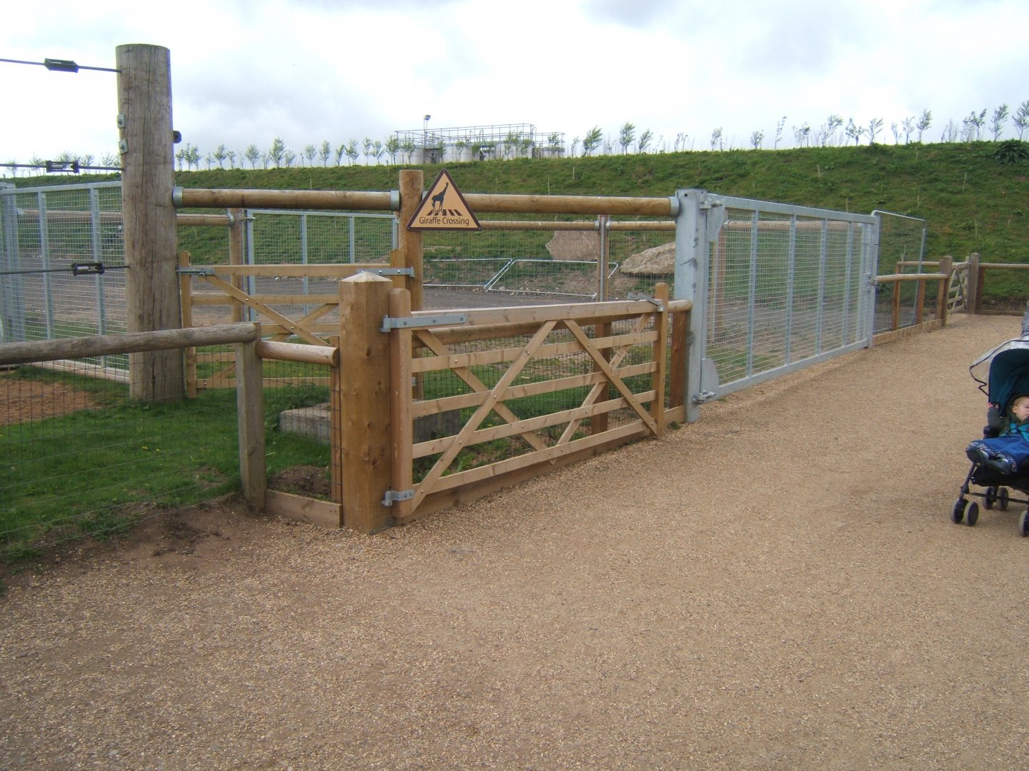 1/5/2017 Giraffe crossing