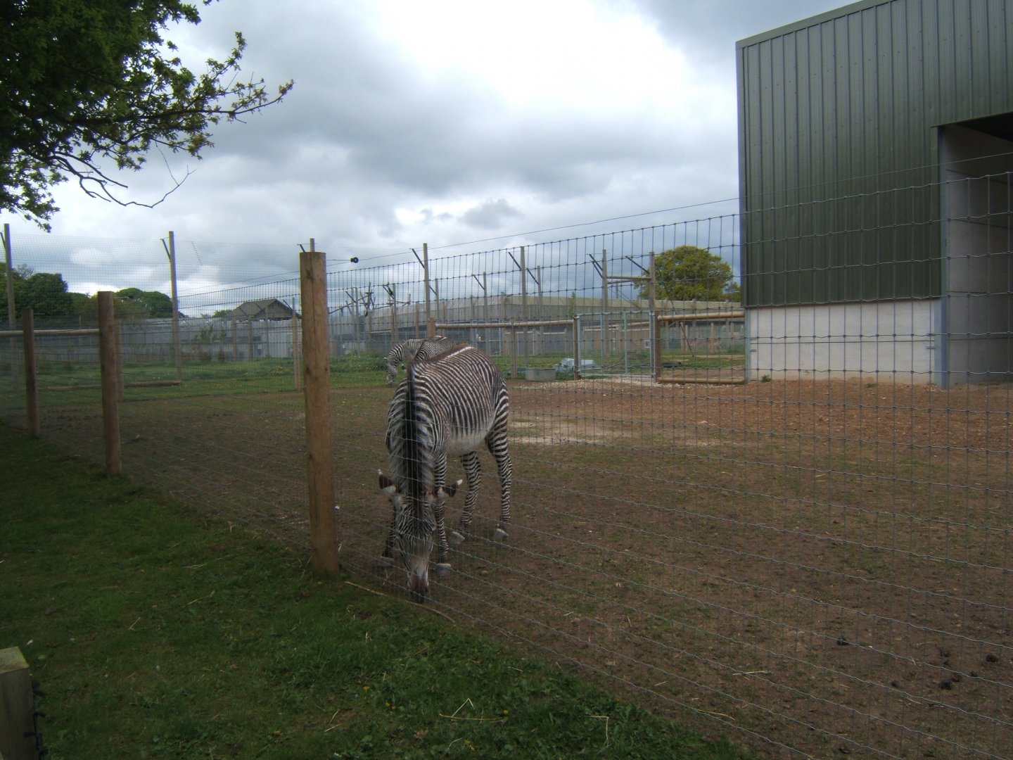 1/5/2017 Grevys Zebra