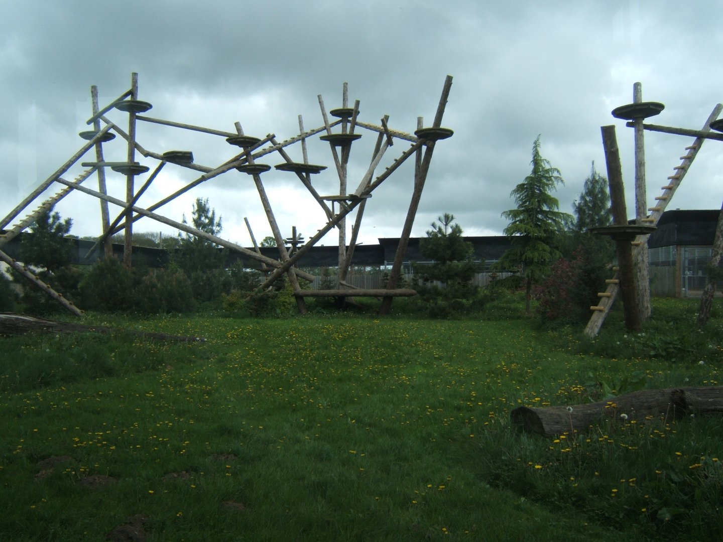 1/5/2017 View of Amur Leopard enclosure