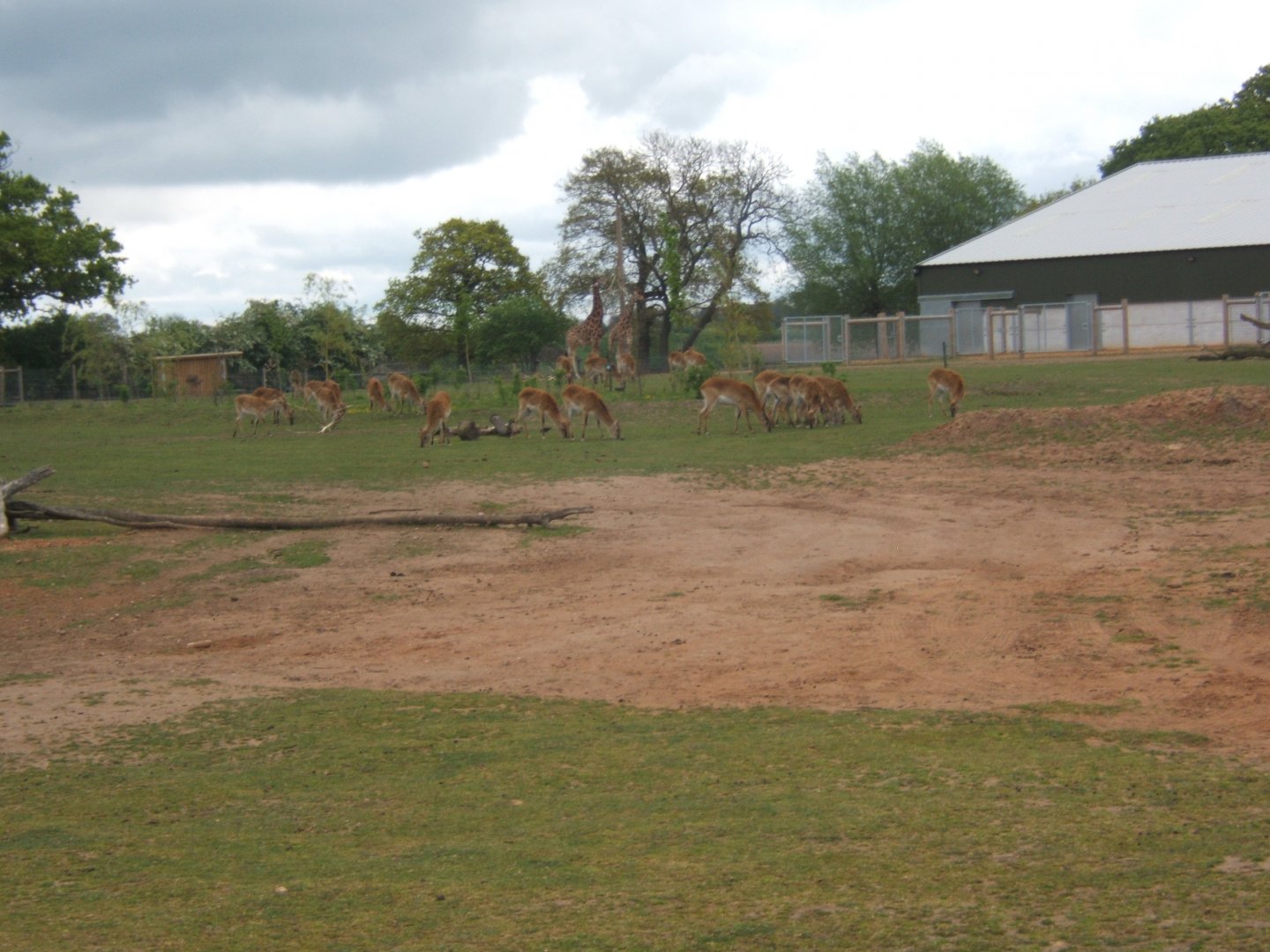 1/5/2017 View of into Africa exhibit