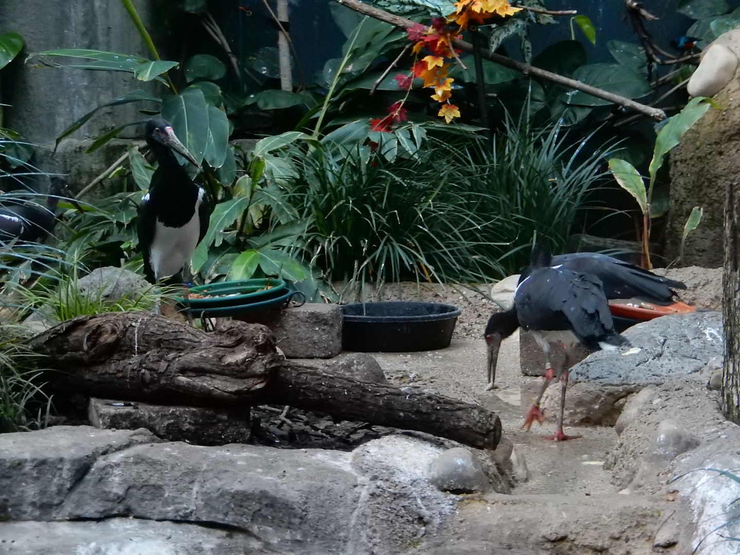 1/5/2019 - Abdim’s Stork Flock