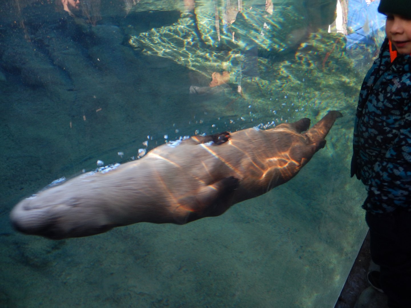 1/5/2019 - An Underwater Torpedo!