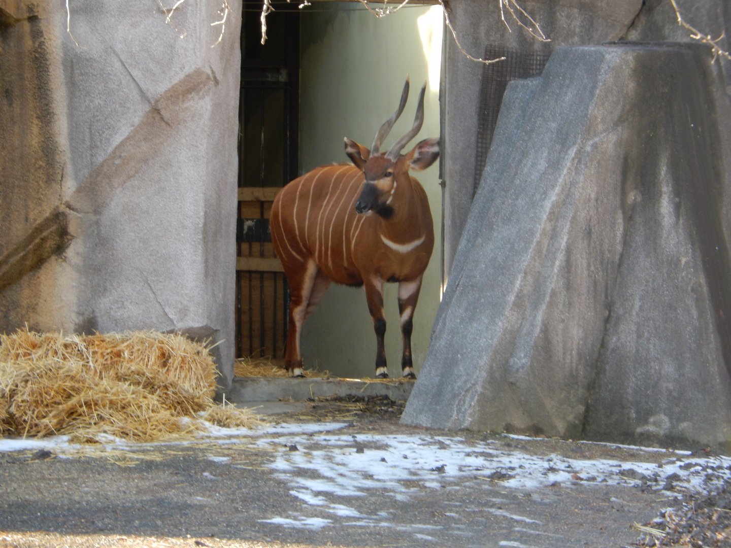 1/5/2019 - Bongo, It's Cold Outside!