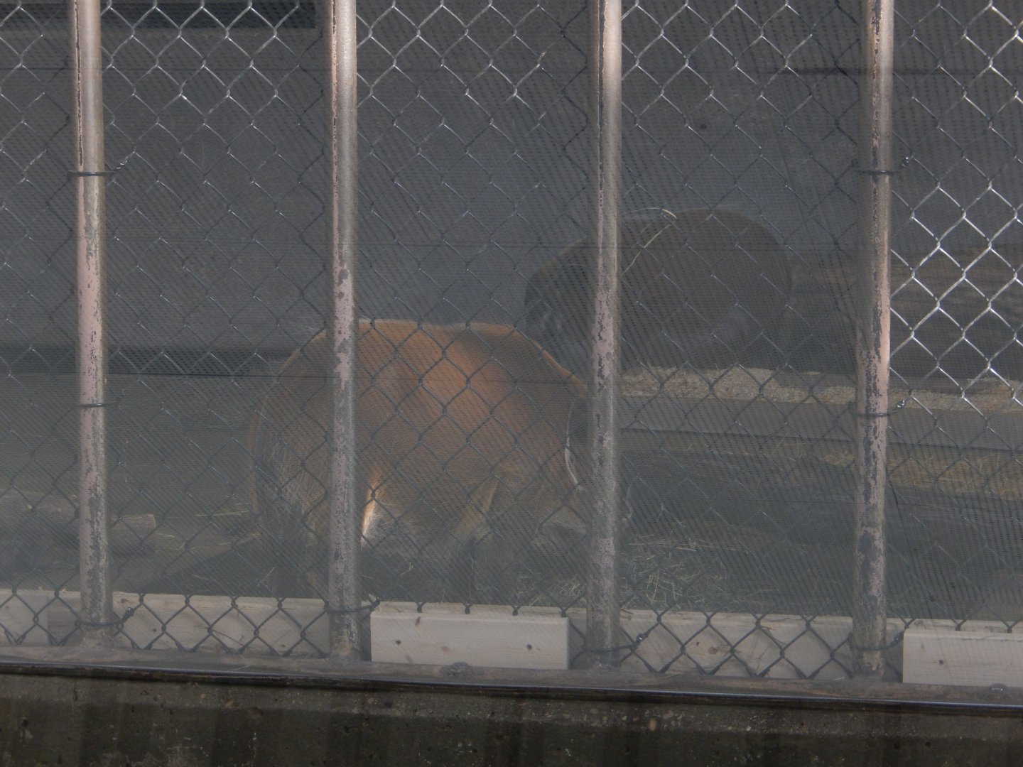 1/5/2019 - Mango and Radish