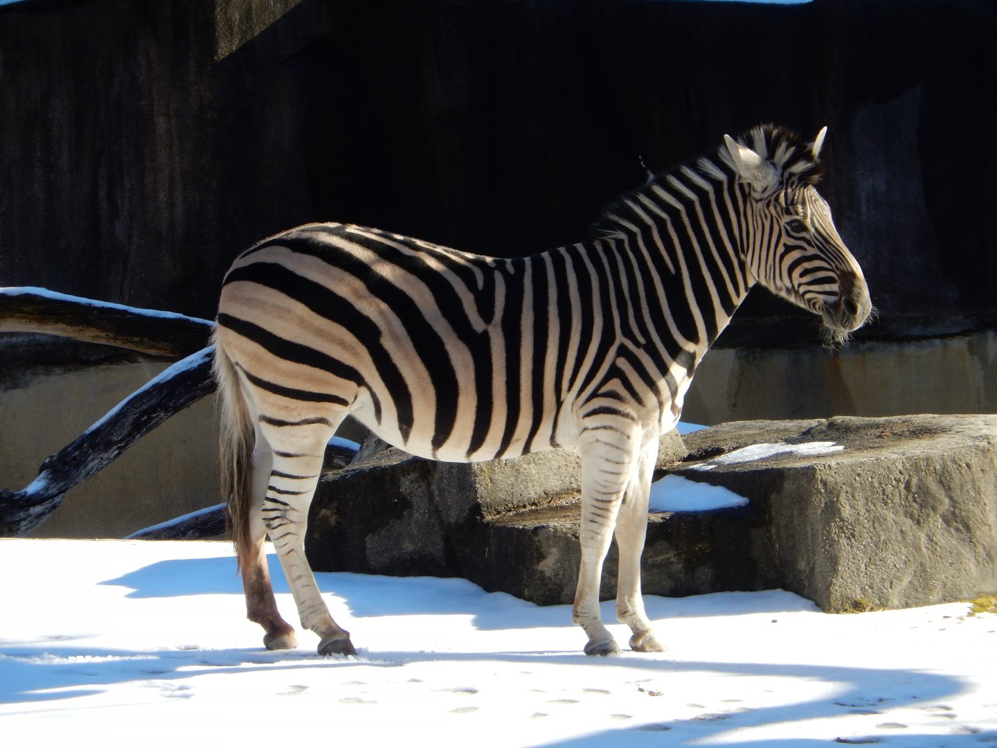 1/5/2019 - On the Snowy Savannah