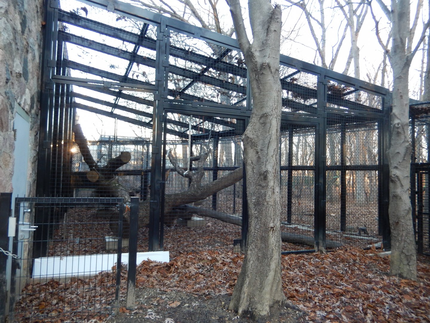 1/5/2019 - Outdoor Colobus Monkey Exhibit