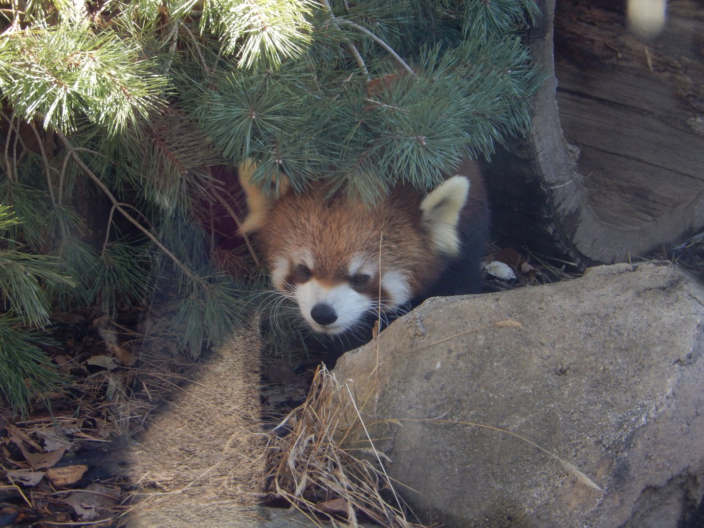 1/5/2019 - Pandamonium