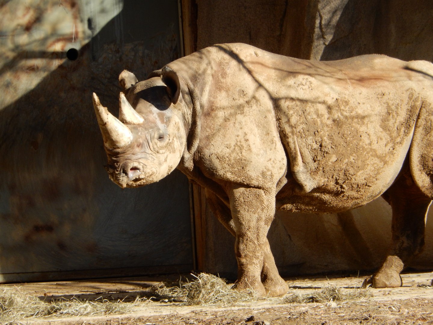 1/5/2019 - Rhino of the Golden Sun