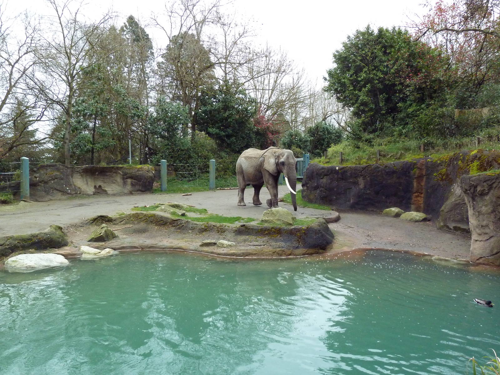 1.5 Acre Elephant Exhibit