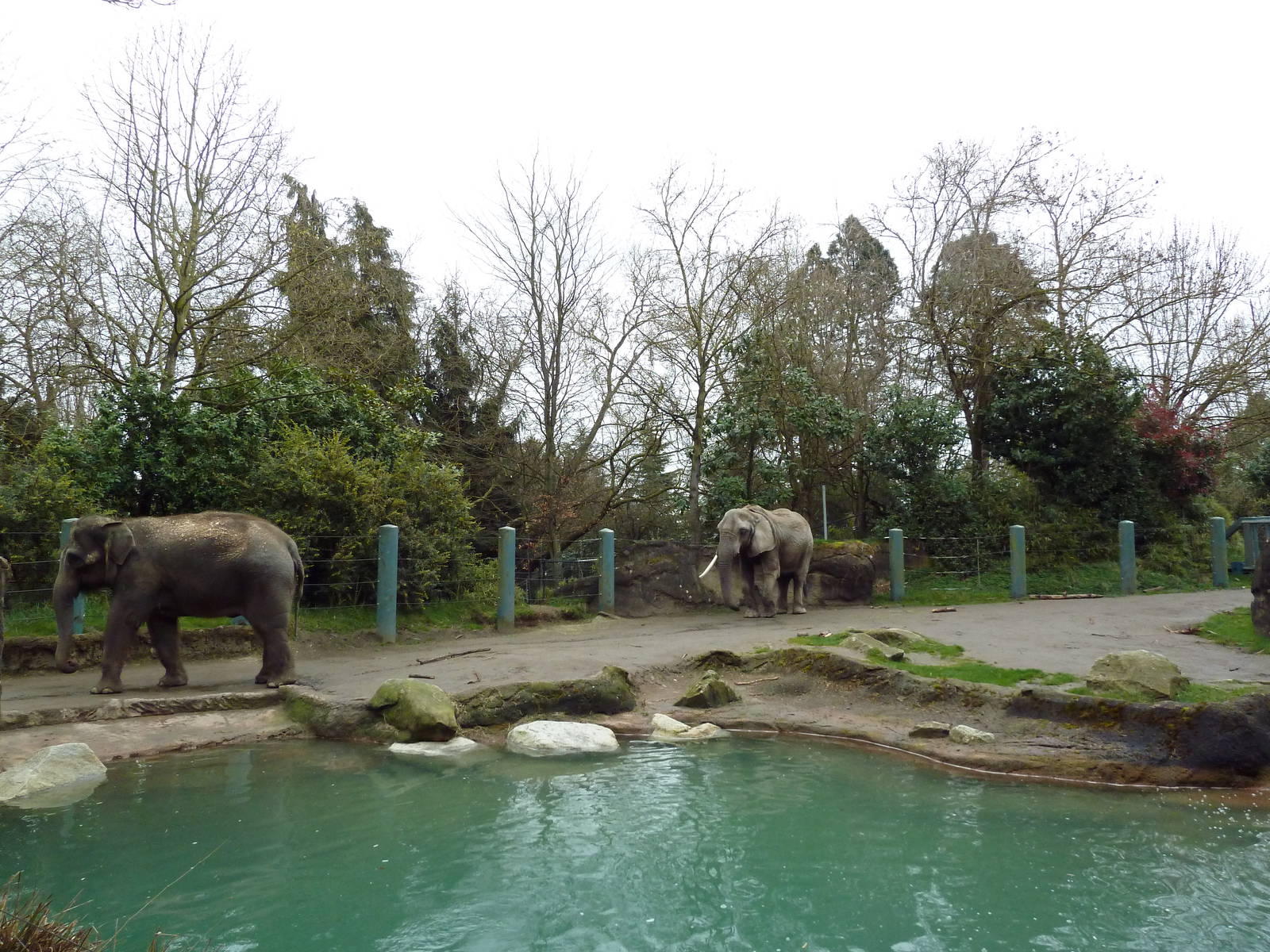 1.5 Acre Elephant Exhibit