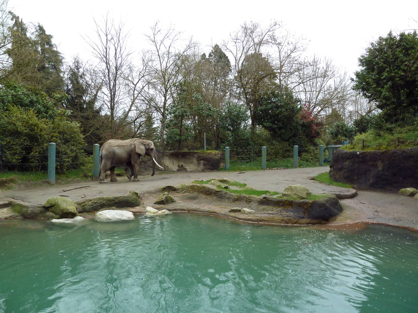1.5 Acre Elephant Exhibit