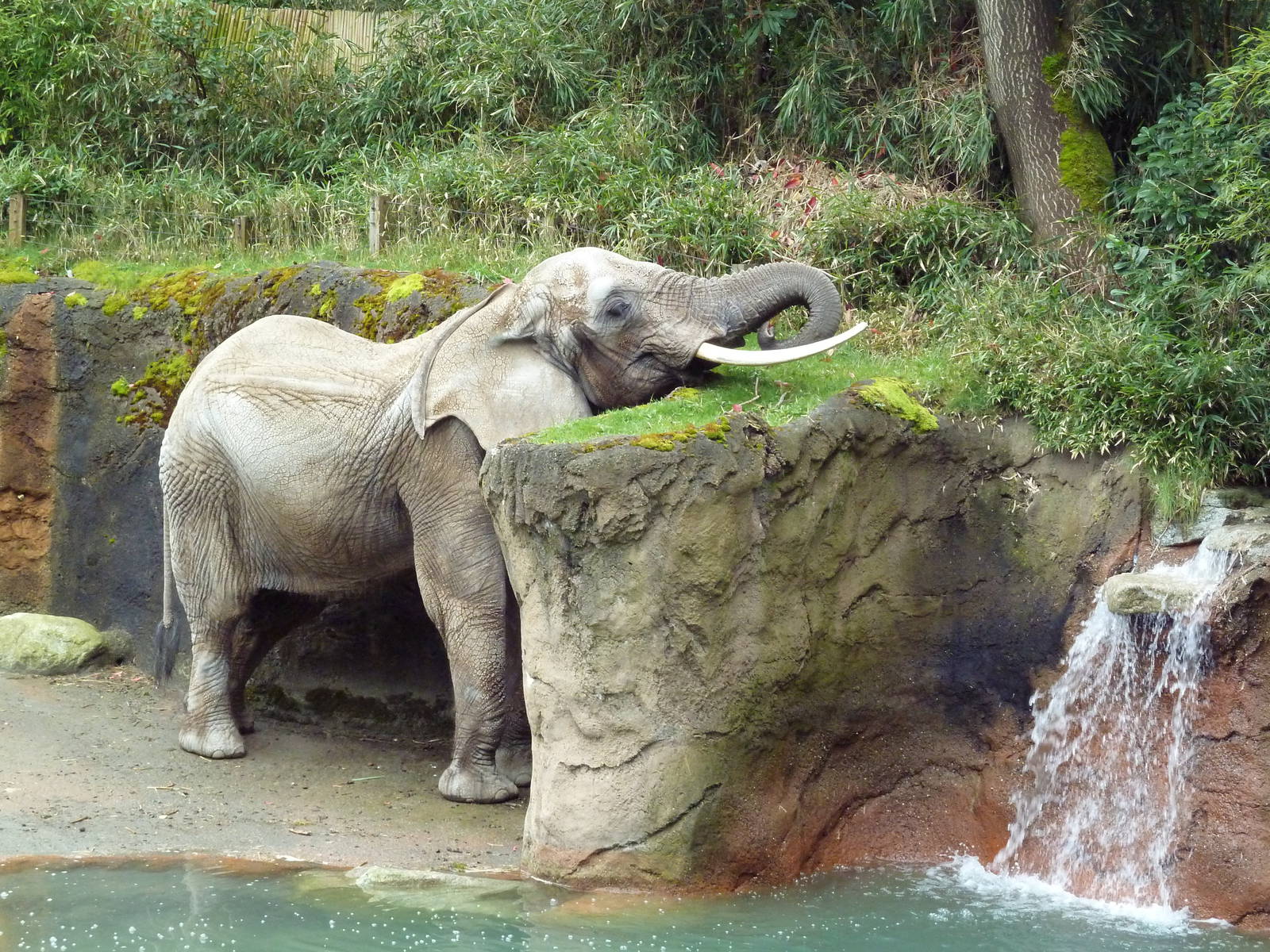 1.5 Acre Elephant Exhibit