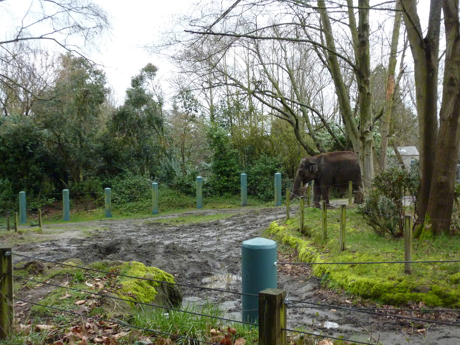 1.5 Acre Elephant Exhibit