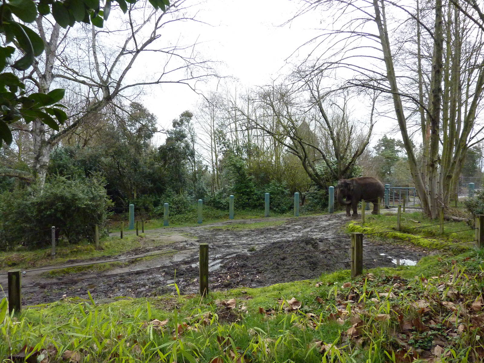 1.5 Acre Elephant Exhibit