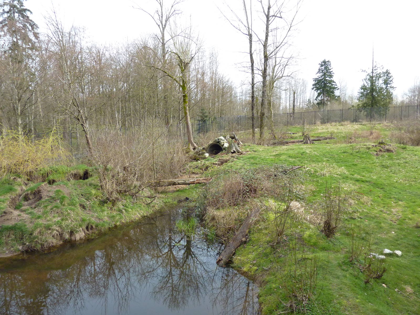 1.5 Acre Grizzly Bear Enclosure