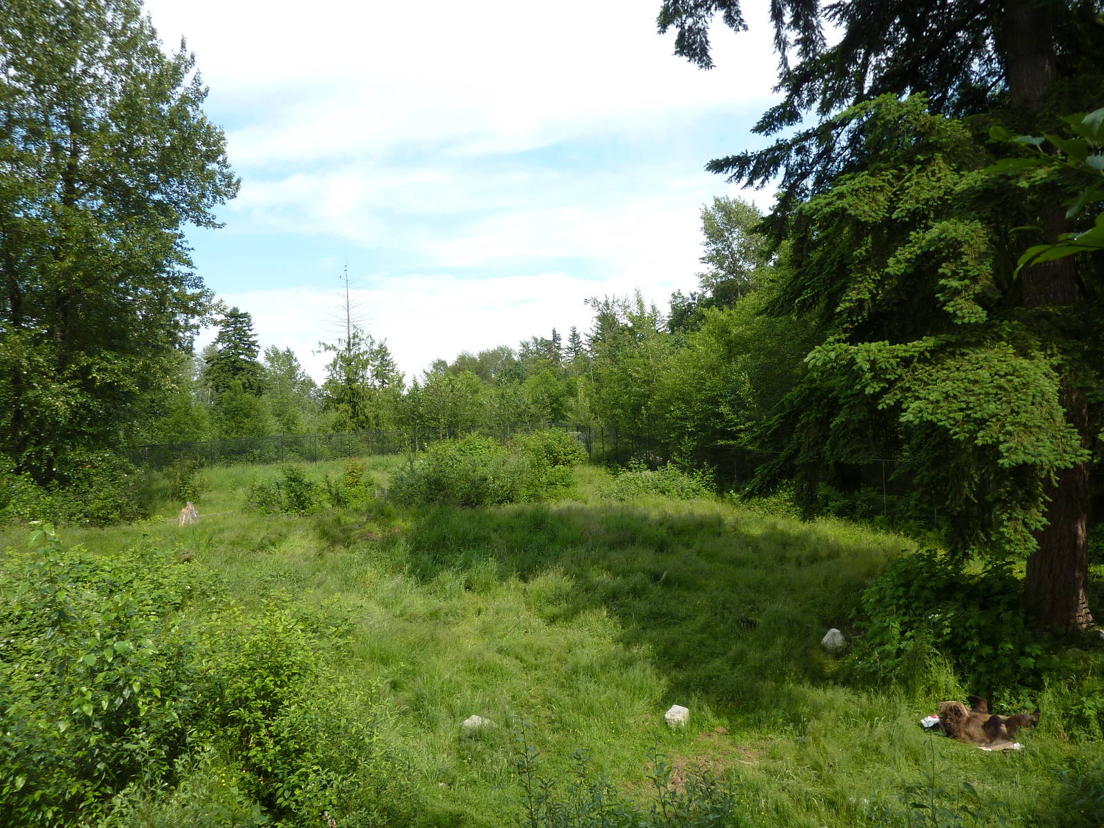 1.5 Acre Grizzly Bear Exhibit - See The Bear?