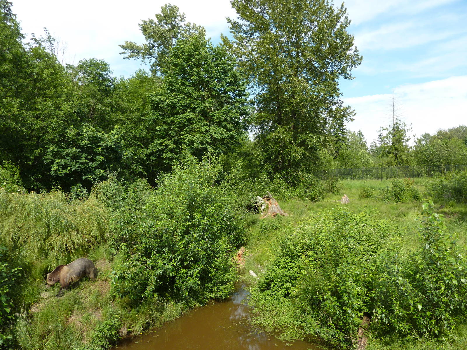 1.5 Acre Grizzly Bear Exhibit - See The Bear?
