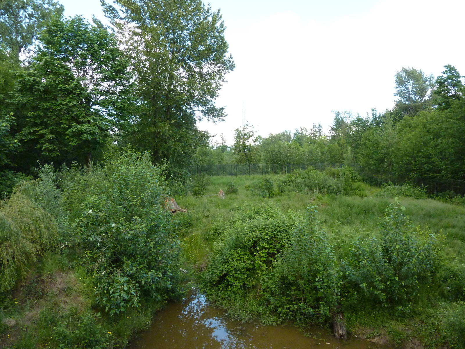 1.5 Acre Grizzly Bear Exhibit