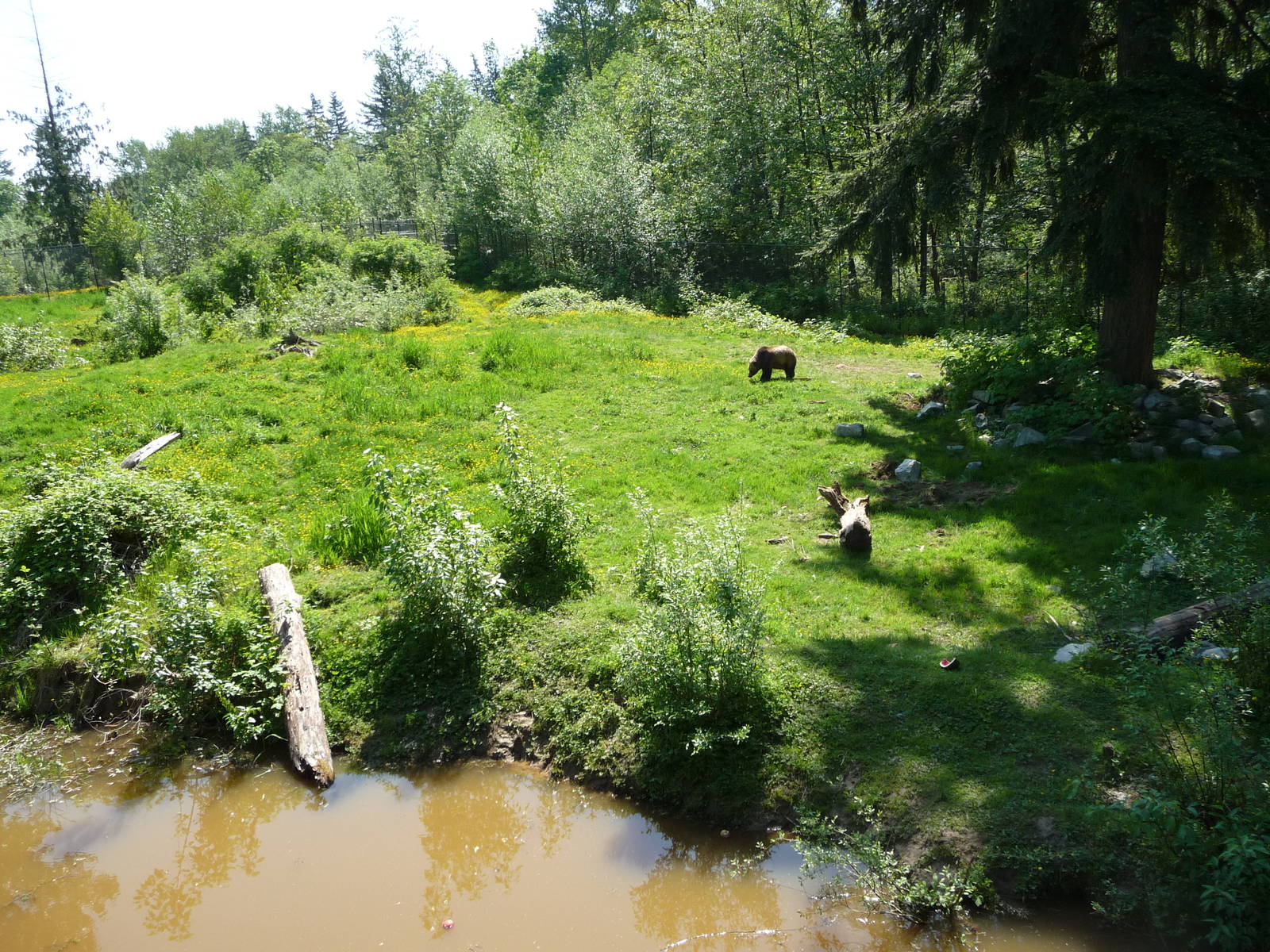 1.5 Acre Grizzly Bear Exhibit