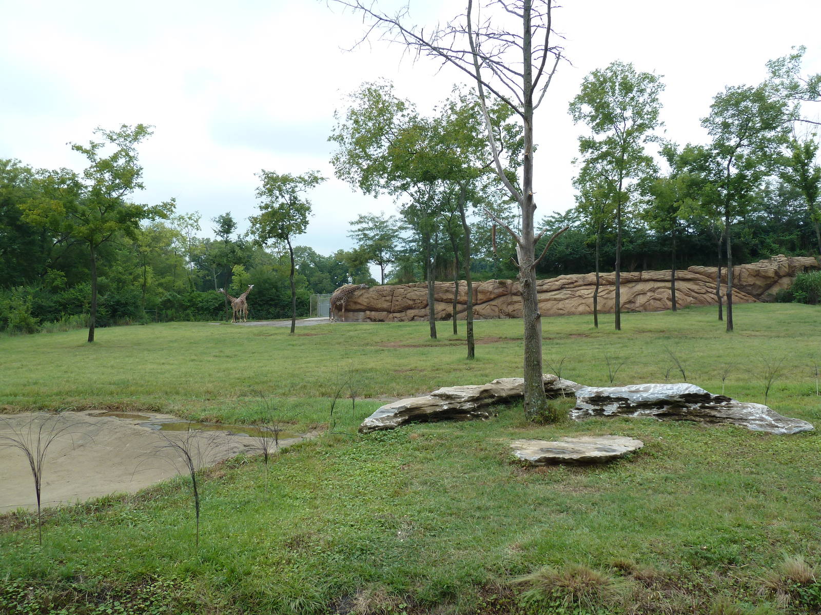 1.5 Acre Masai Giraffe Exhibit