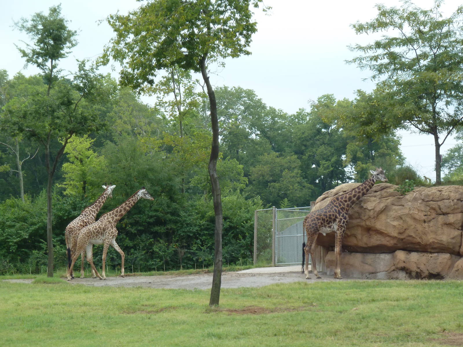 1.5 Acre Masai Giraffe Exhibit