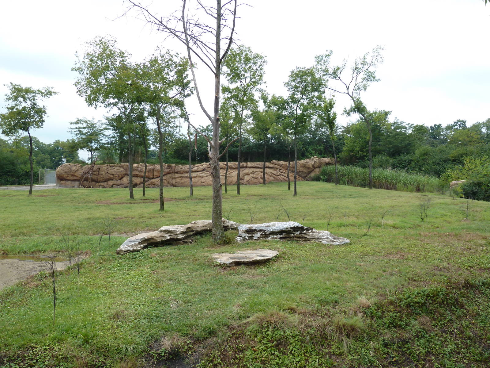 1.5 Acre Masai Giraffe Exhibit