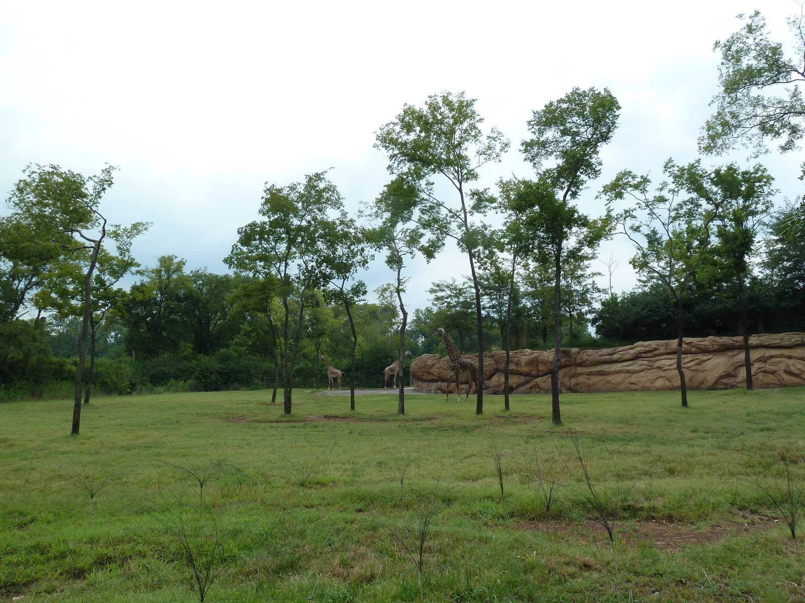 1.5 Acre Masai Giraffe Exhibit