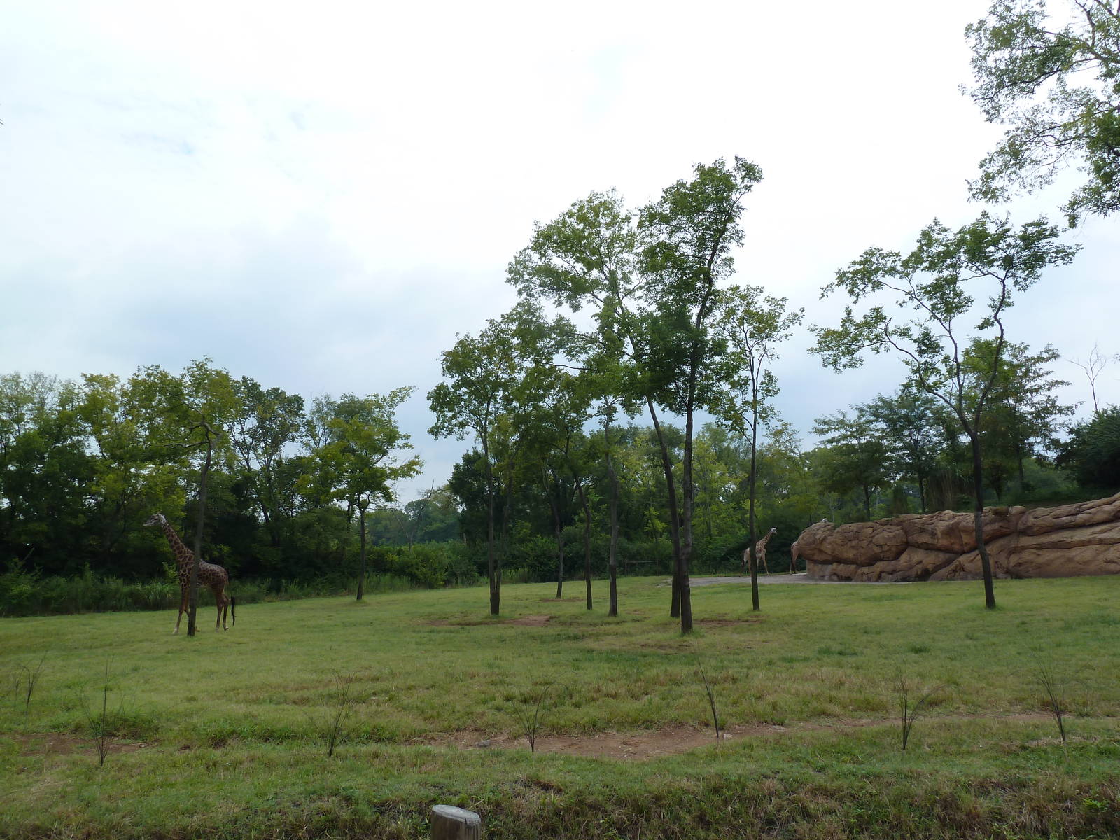 1.5 Acre Masai Giraffe Exhibit