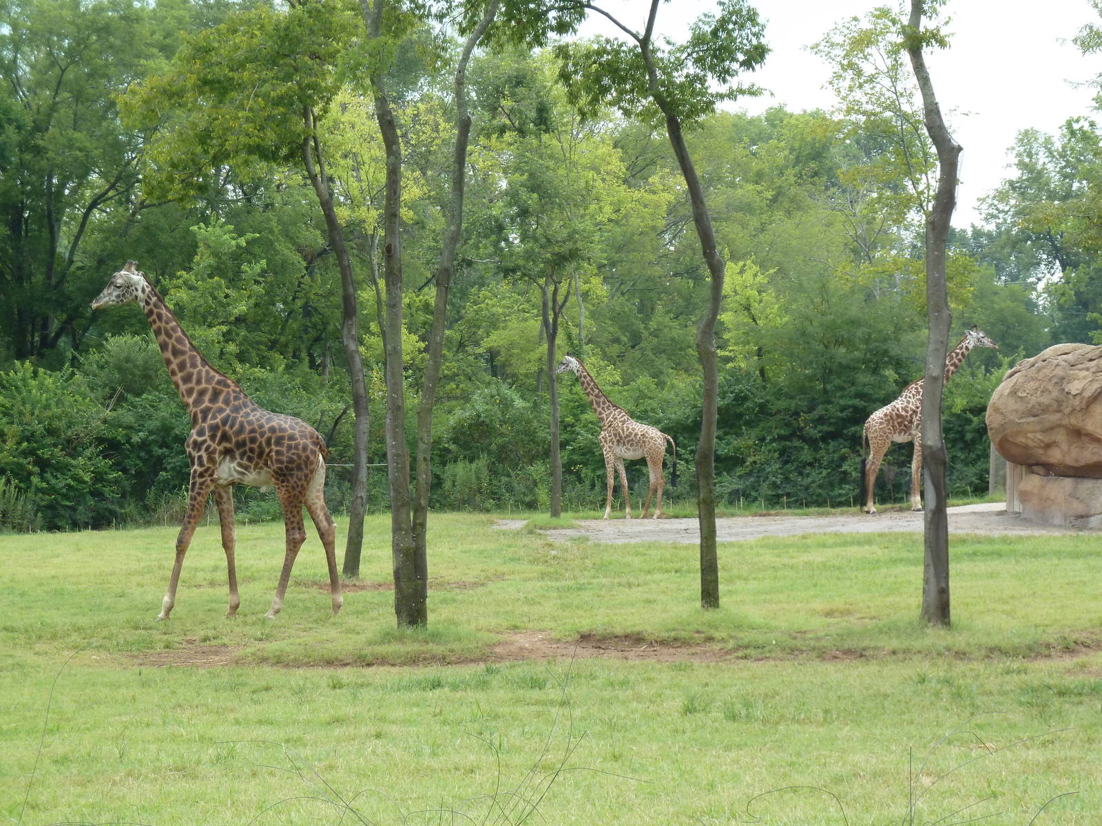 1.5 Acre Masai Giraffe Exhibit