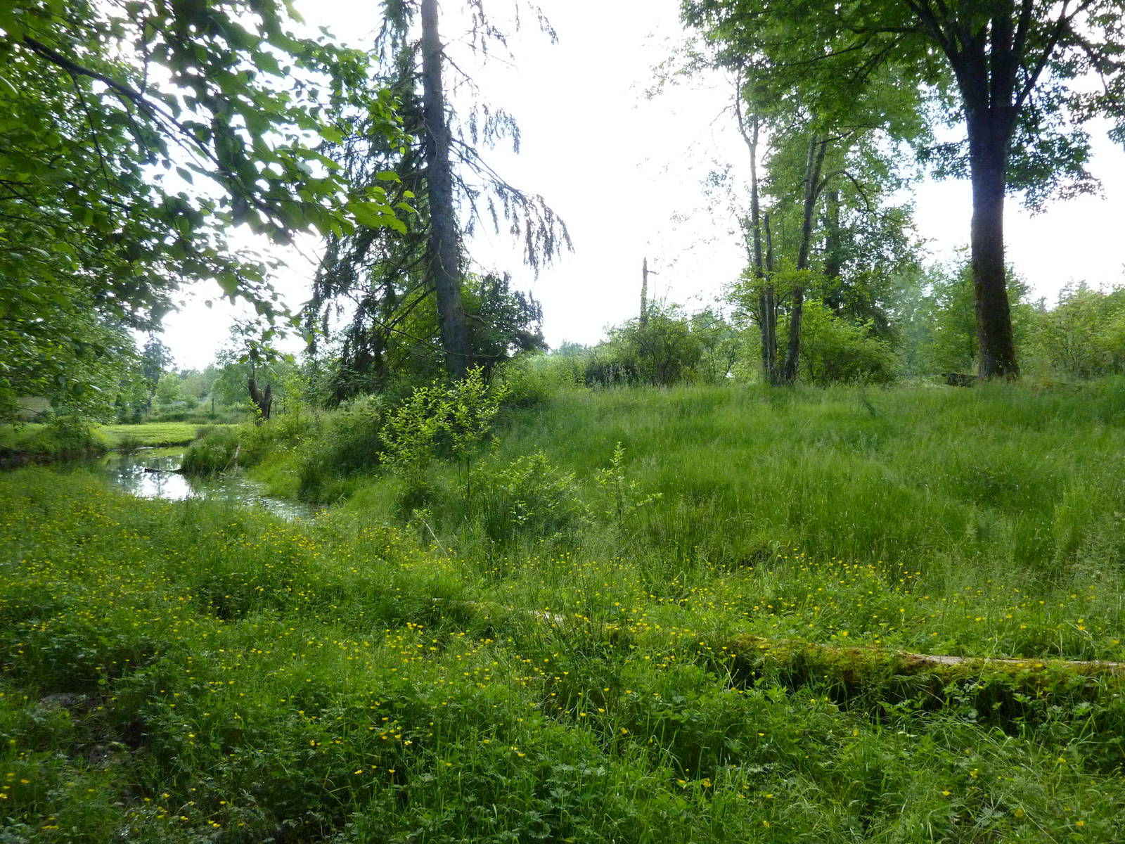 1.5 Acre Moose/Pelican/Sandhill Crane Enclosure