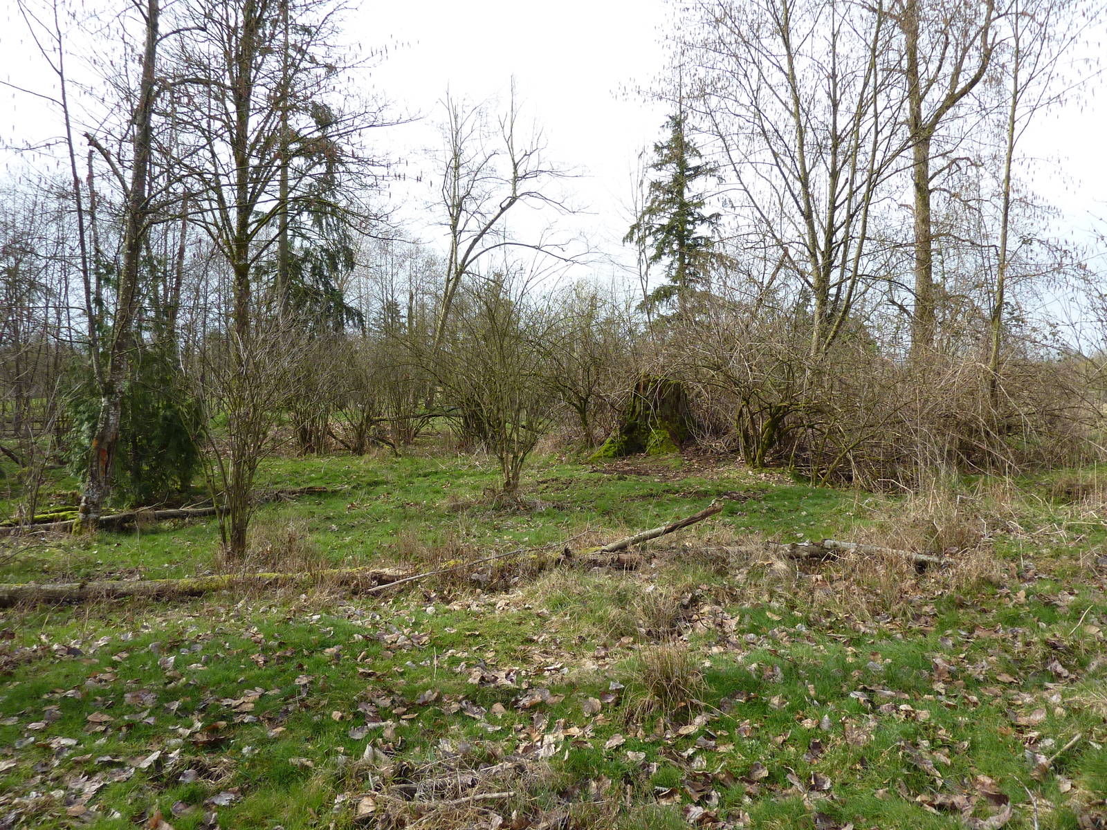 1.5 Acre Moose/Sandhill Crane Enclosure