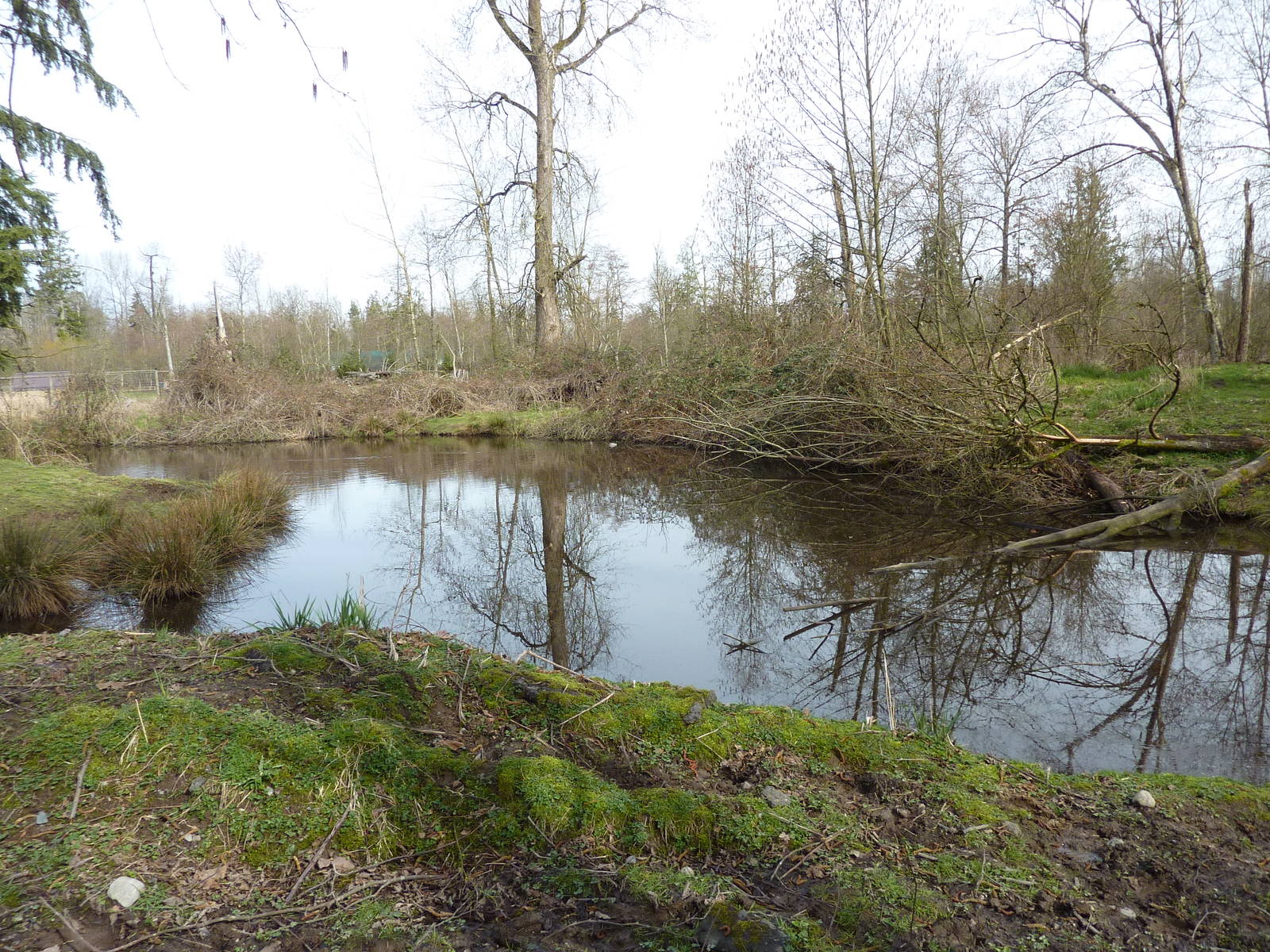1.5 Acre Moose/Sandhill Crane Enclosure