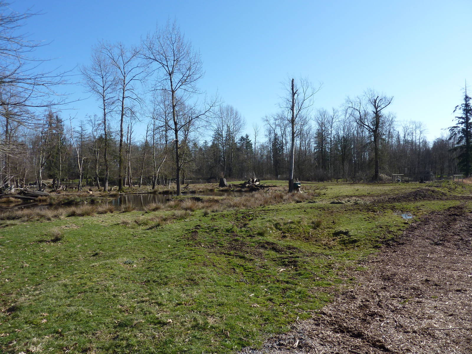 1.5-Acre Roosevelt Elk Enclosure