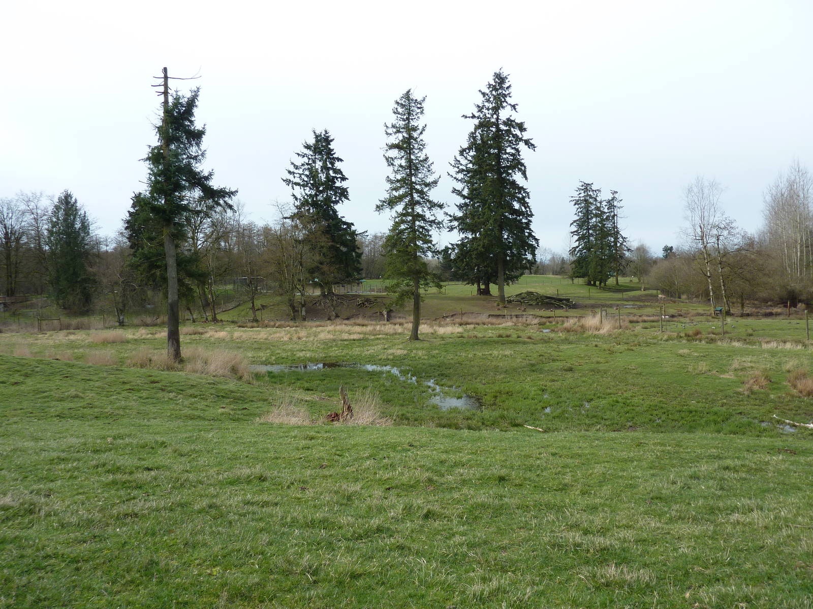 1.5 Acre White-Tailed Deer Paddock
