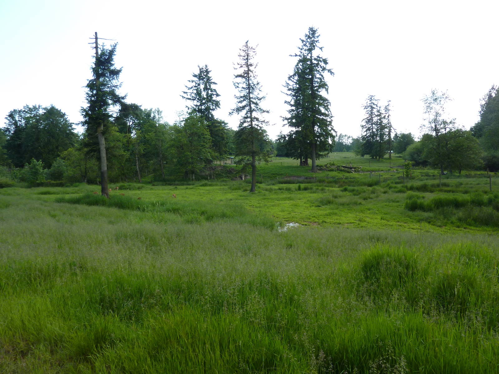 1.5 Acre Whitetail Deer Enclosure