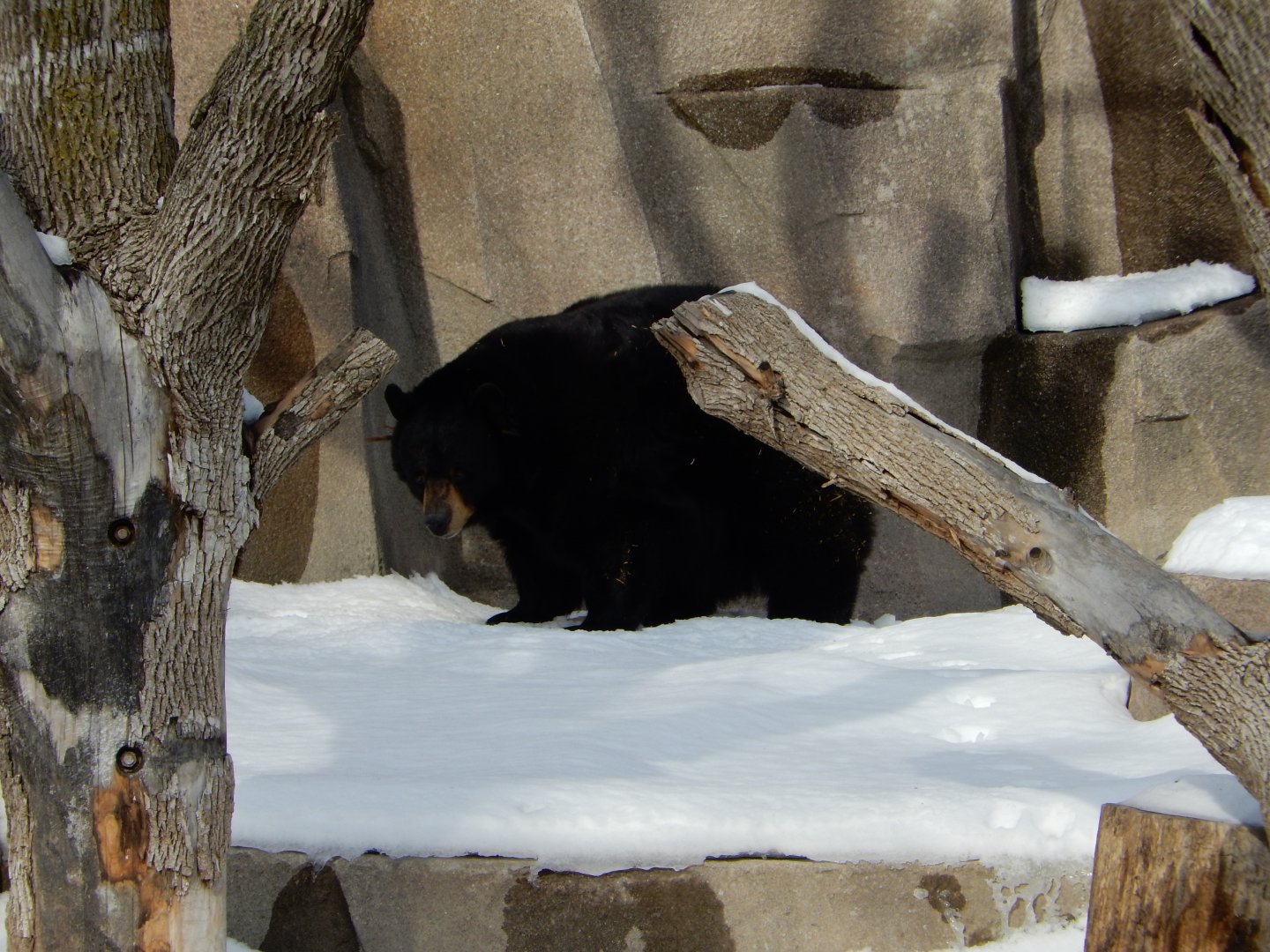 1/6/2016 - American Black Bear